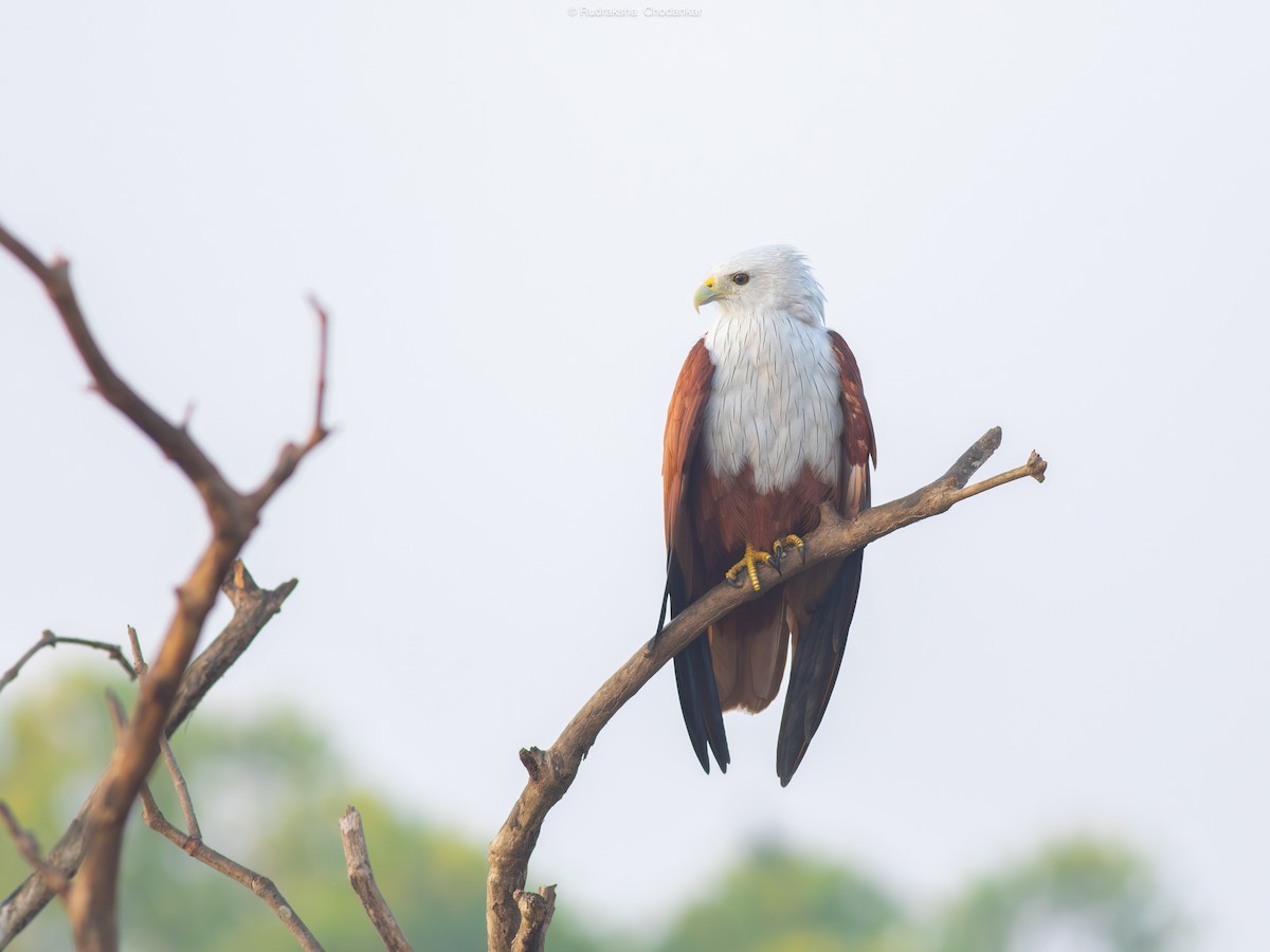 栗鳶 - ML647454720