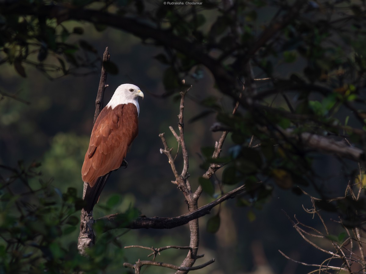 栗鳶 - ML647454721