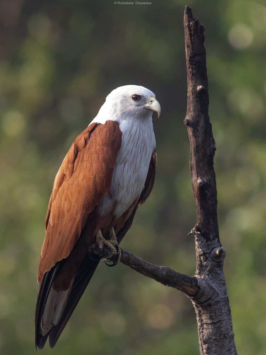 栗鳶 - ML647454722
