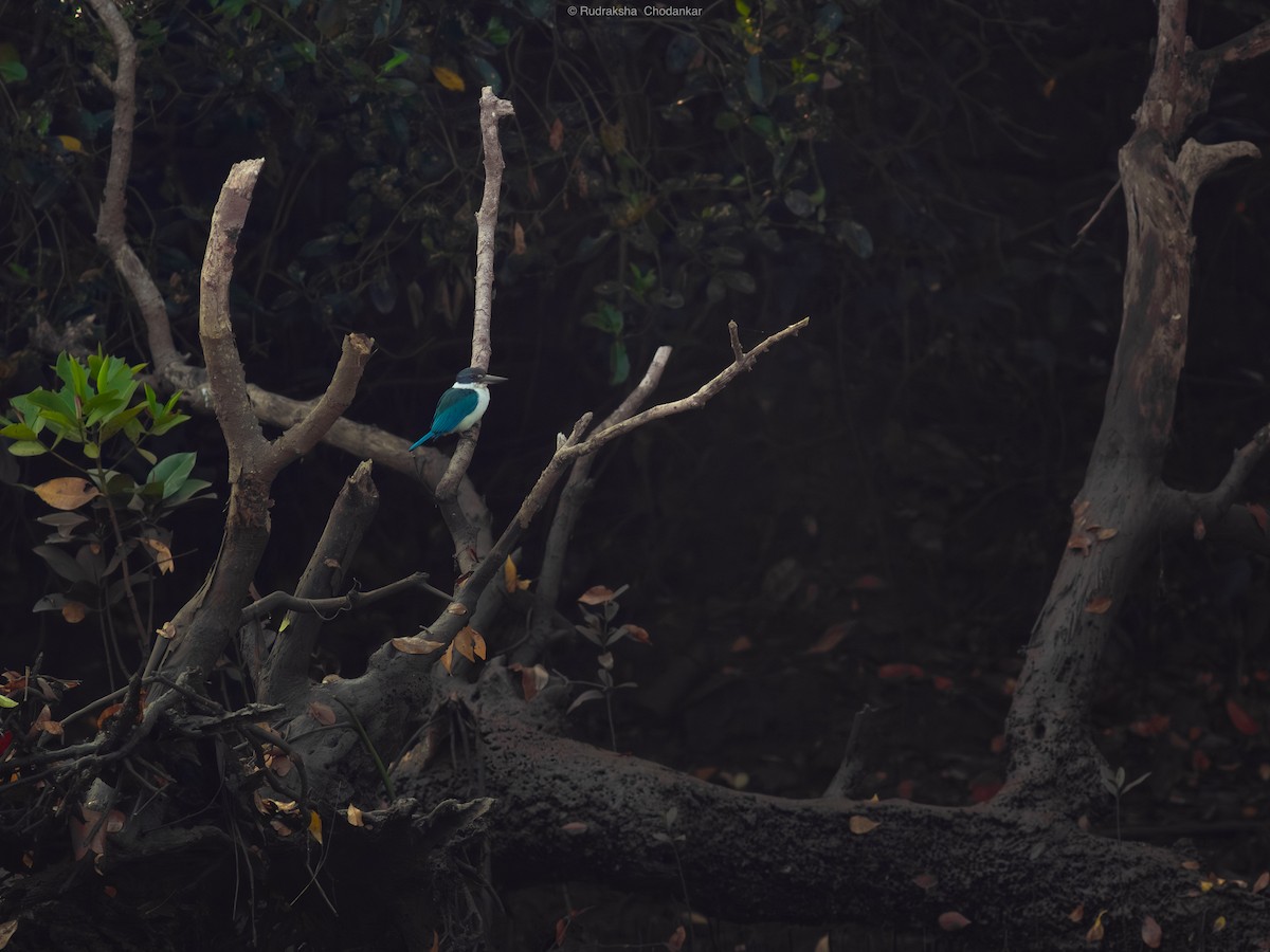 白領翡翠 - ML647454723