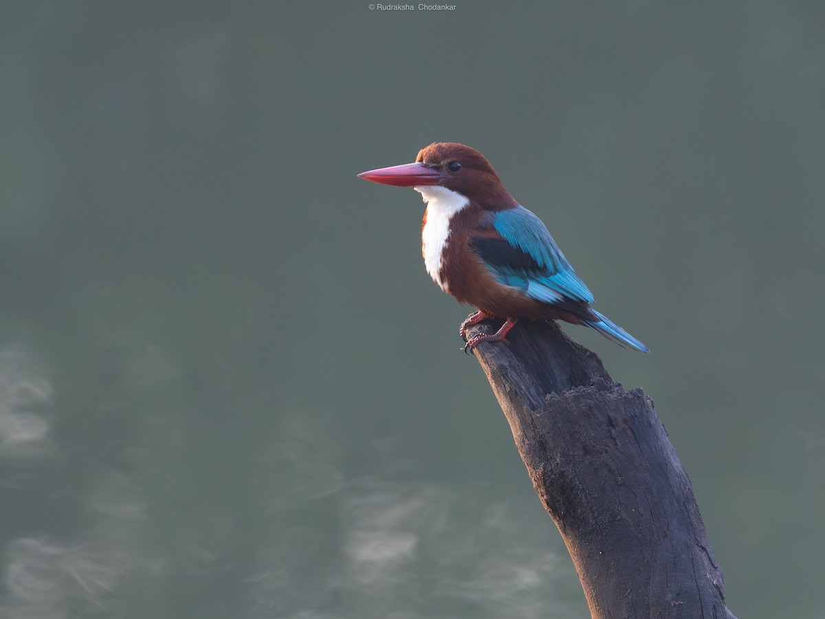 蒼翡翠 - ML647454725