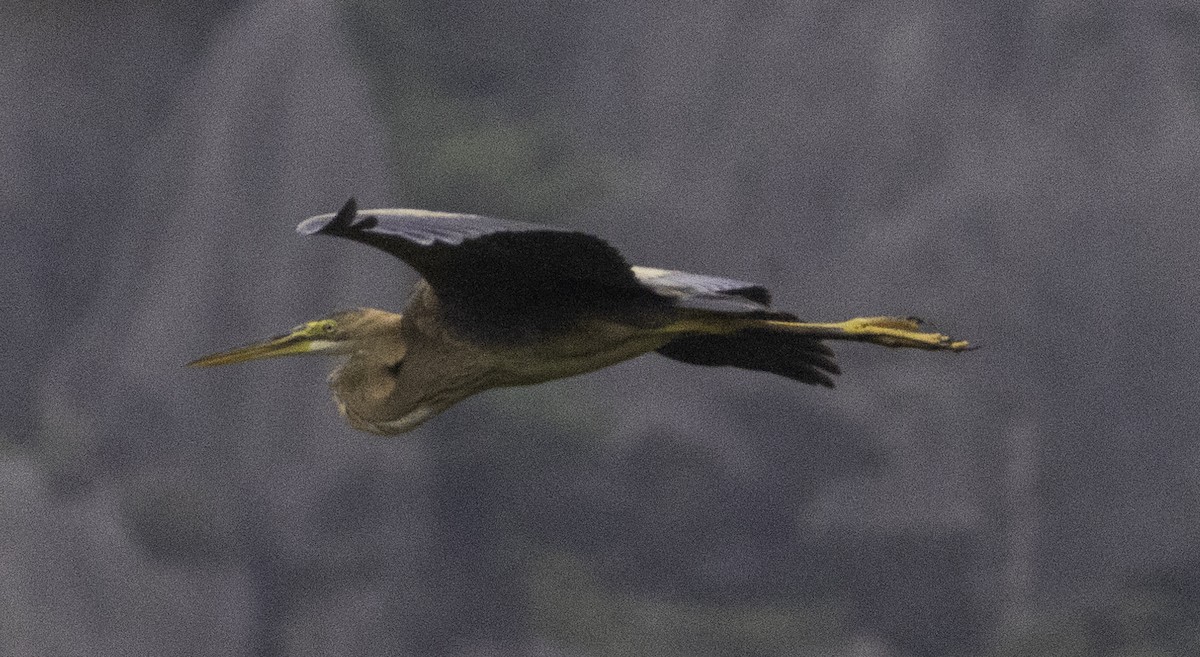 紫鷺 - ML647454726