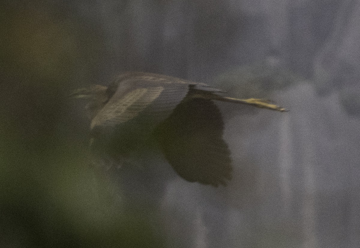 紫鷺 - ML647454727