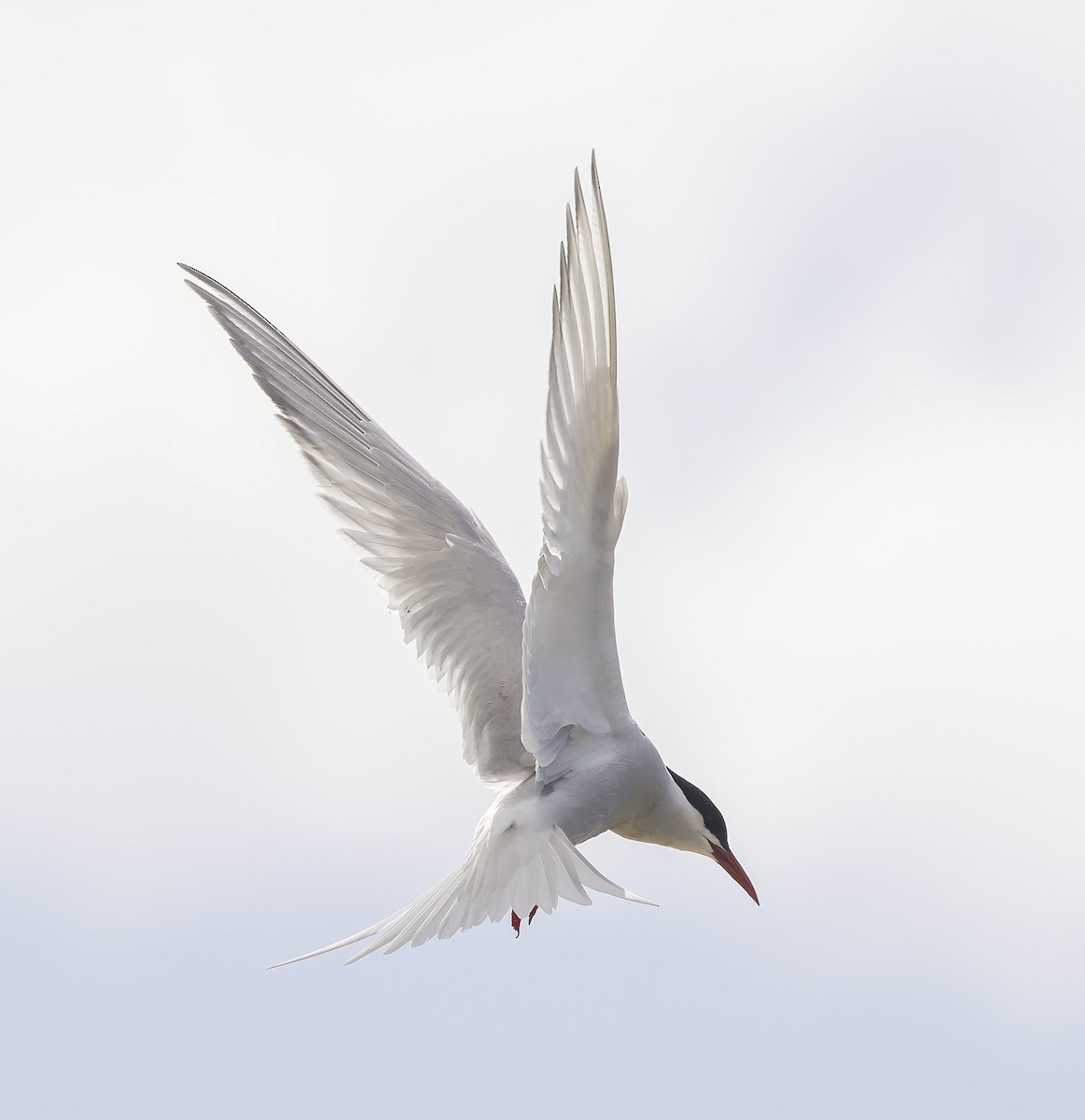 South American Tern - ML647454728