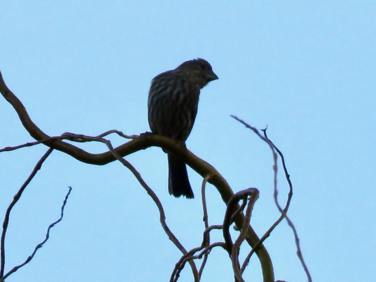 House Finch - ML647454729