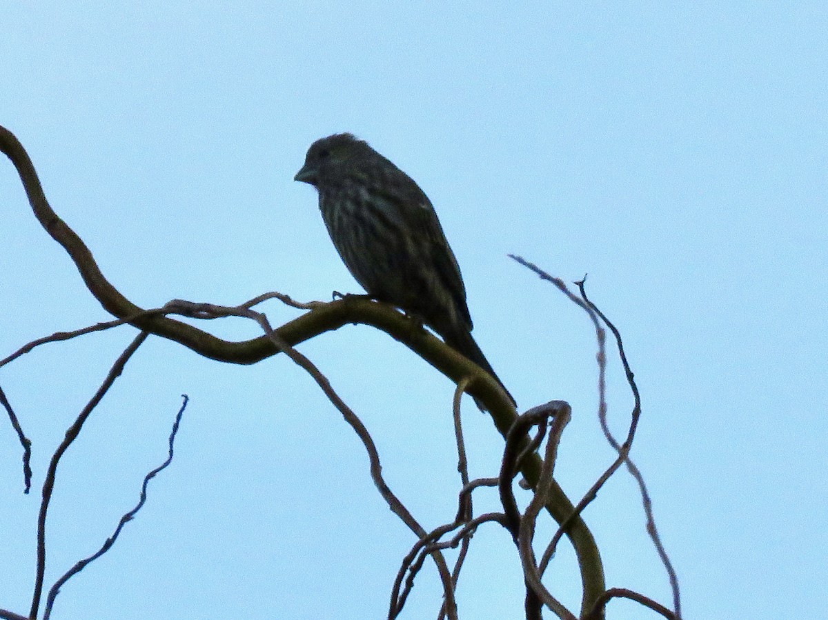 House Finch - ML647454730