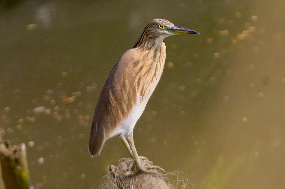 印度池鷺 - ML647454731