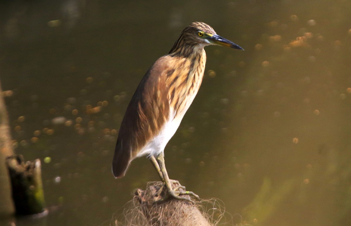印度池鷺 - ML647454732