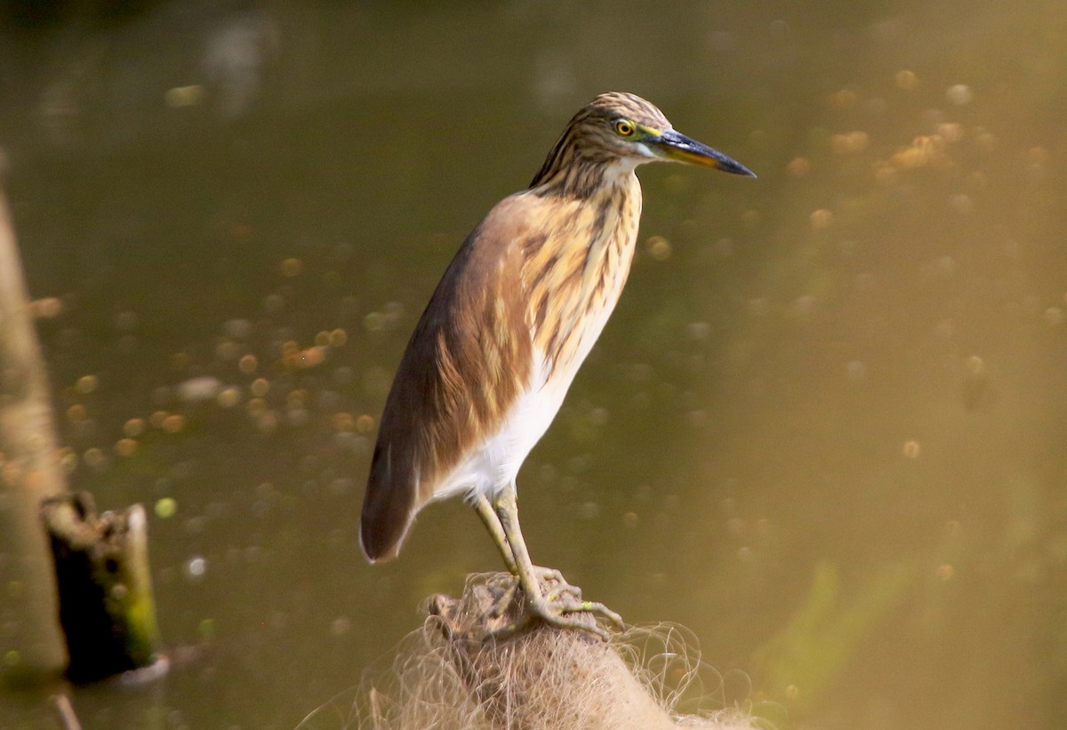 印度池鷺 - ML647454733