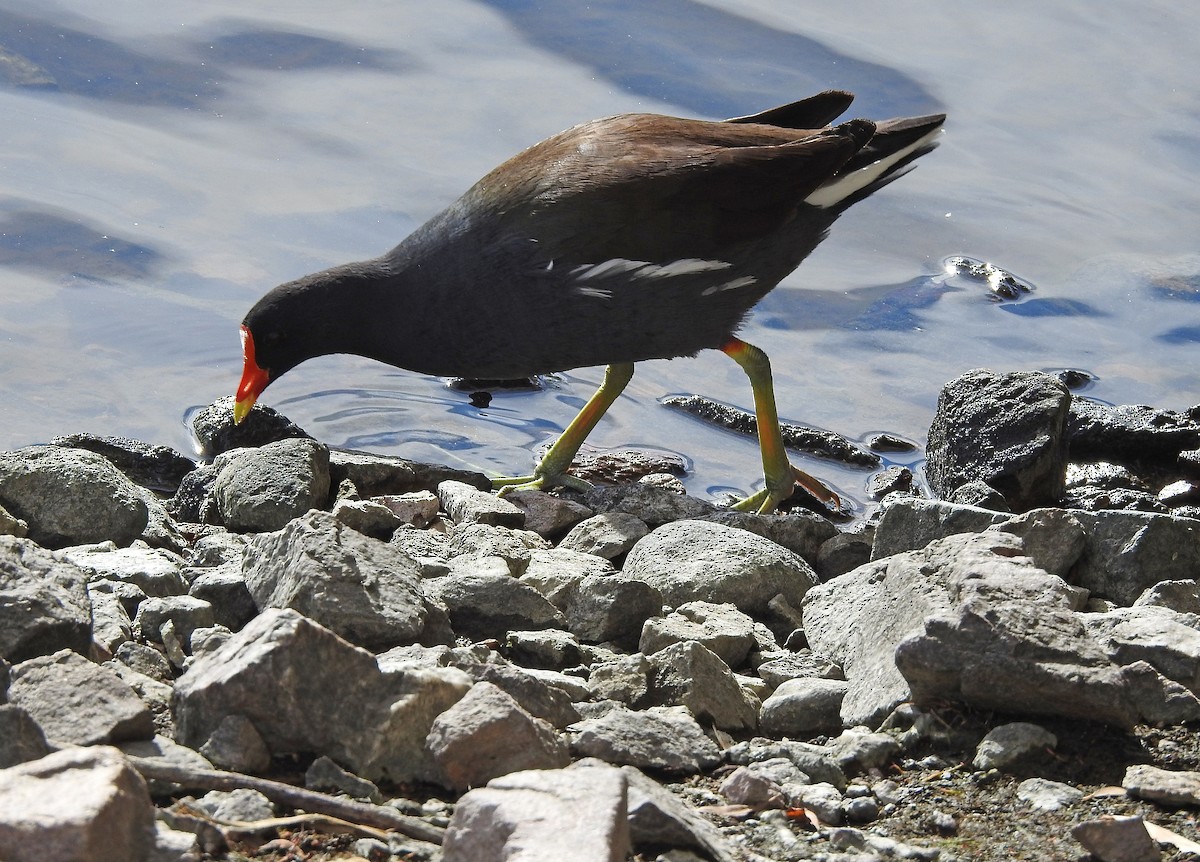 Common Gallinule - ML647454734