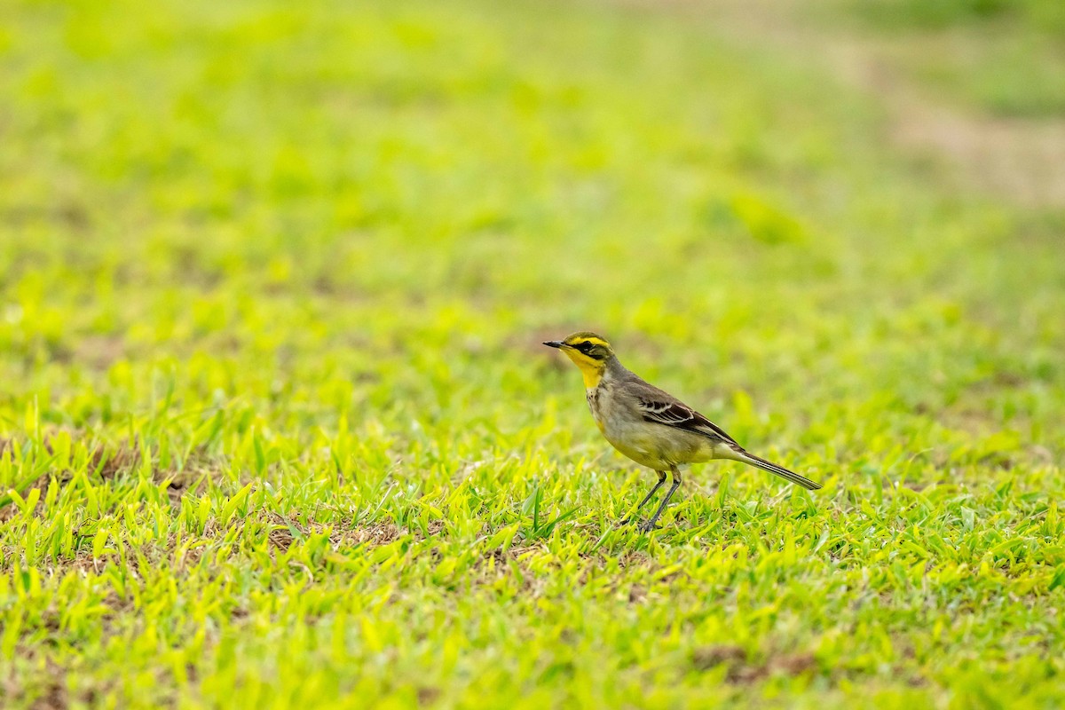 東方黃鶺鴒 - ML647454735