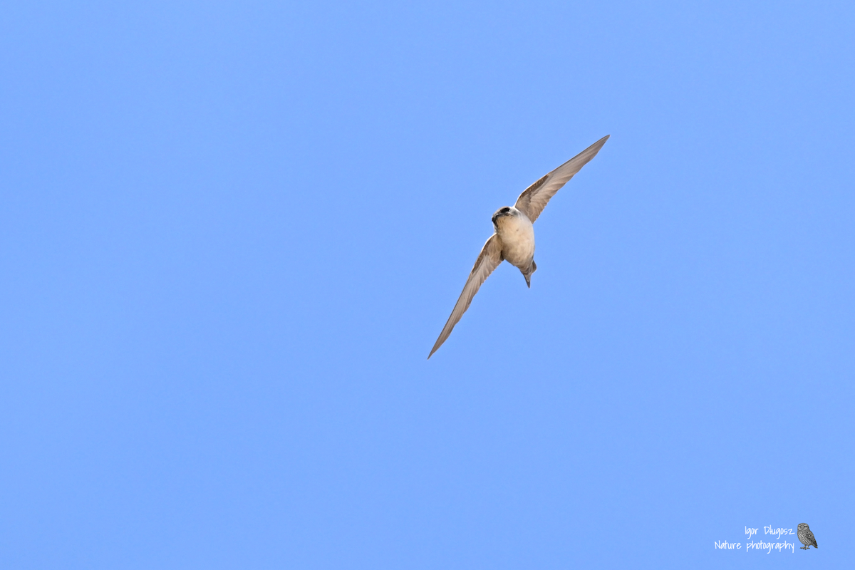 Pale Crag-Martin - ML647454738