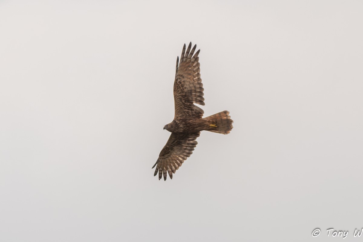 Eastern Marsh Harrier - ML647454740