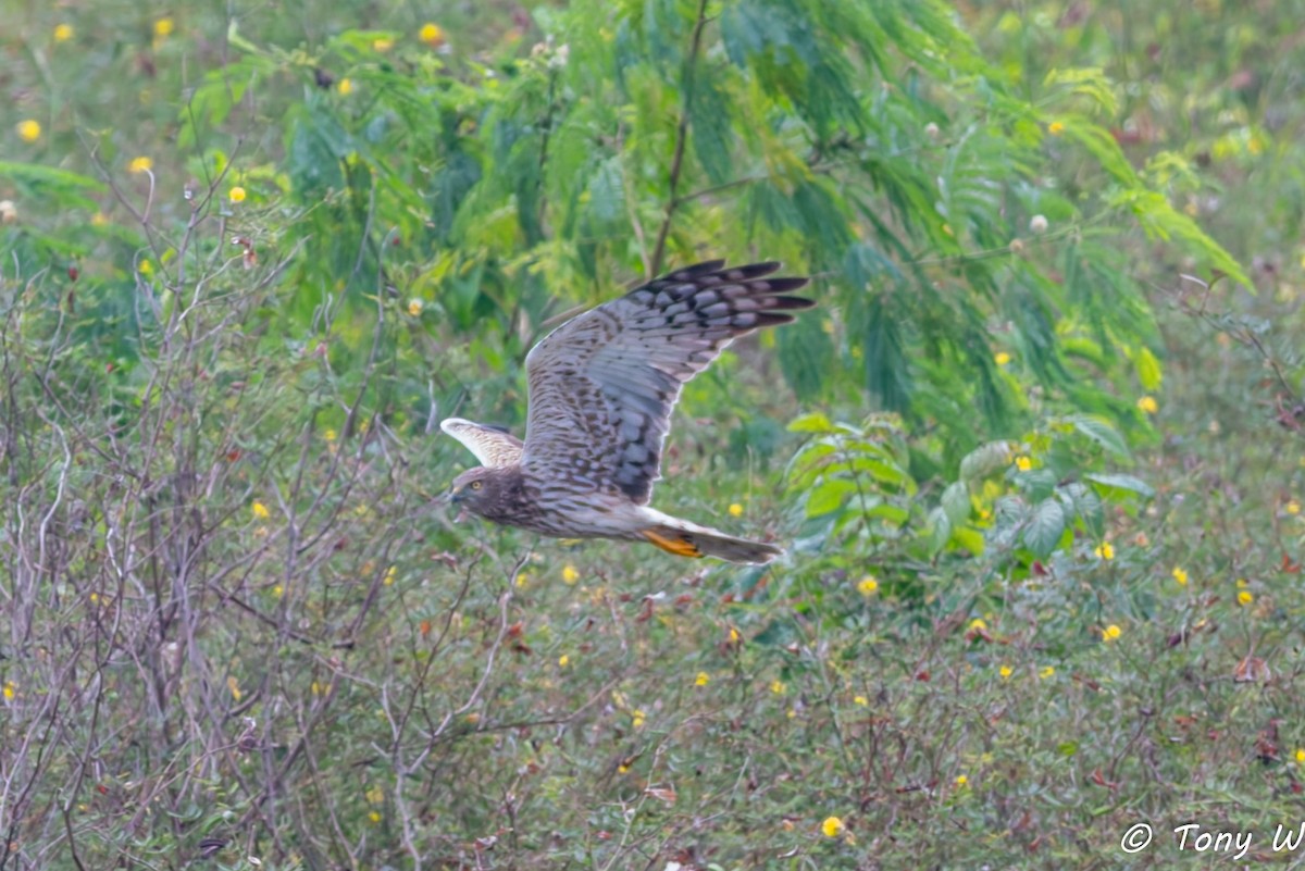 moták černobílý - ML647454741