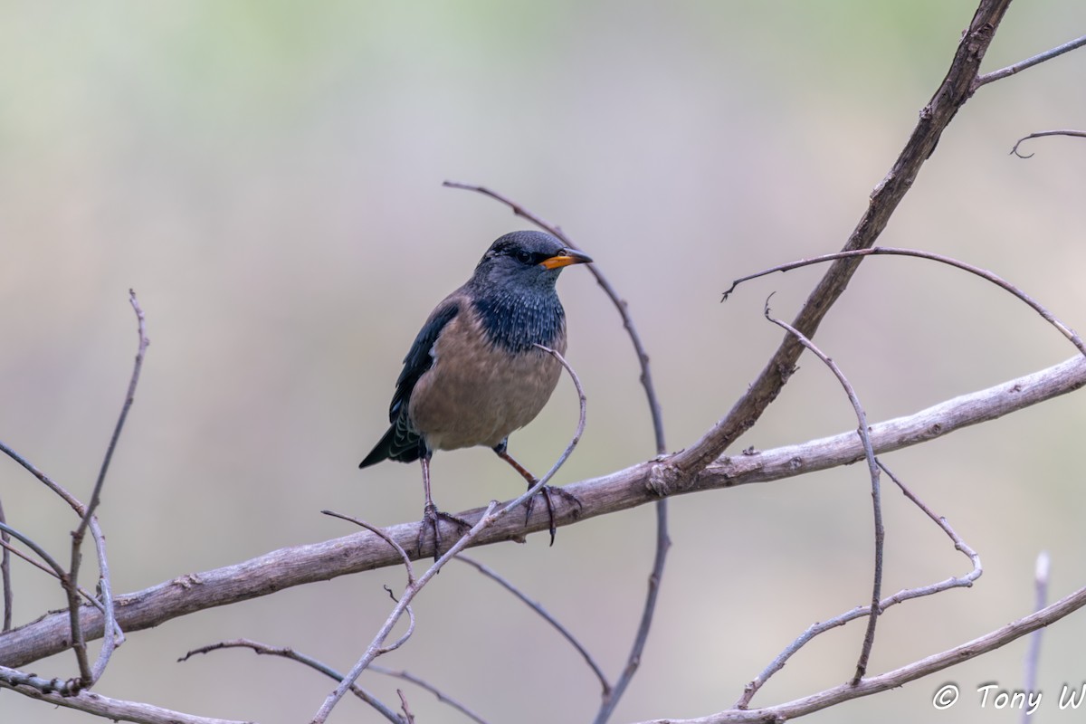 Rosy Starling - ML647454742