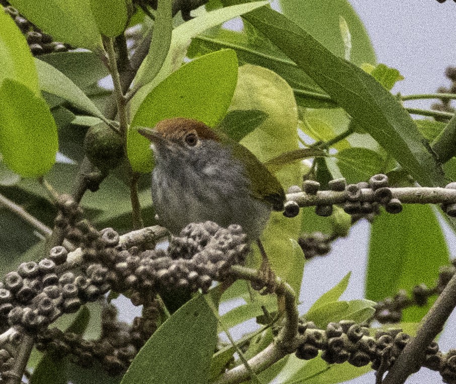 長尾縫葉鶯 - ML647454743