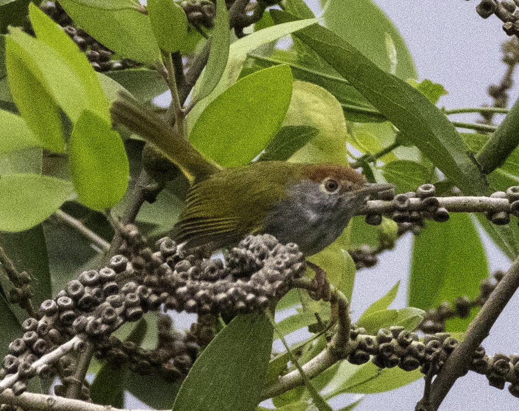 長尾縫葉鶯 - ML647454744