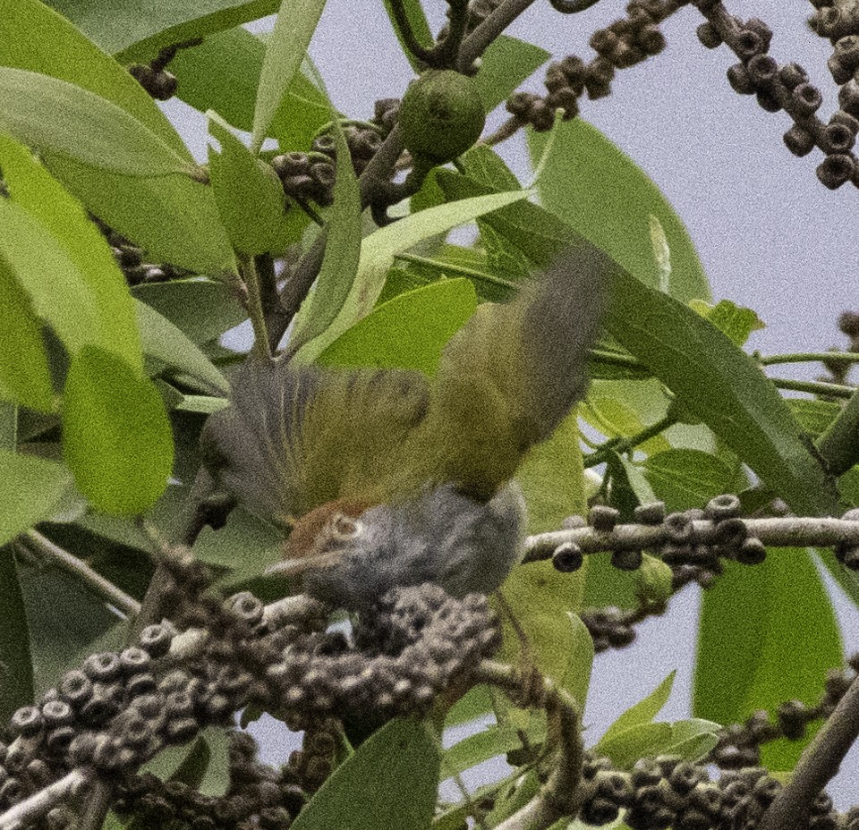 長尾縫葉鶯 - ML647454746