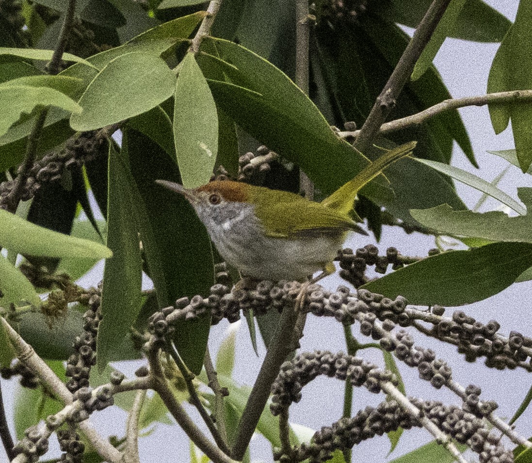 長尾縫葉鶯 - ML647454747