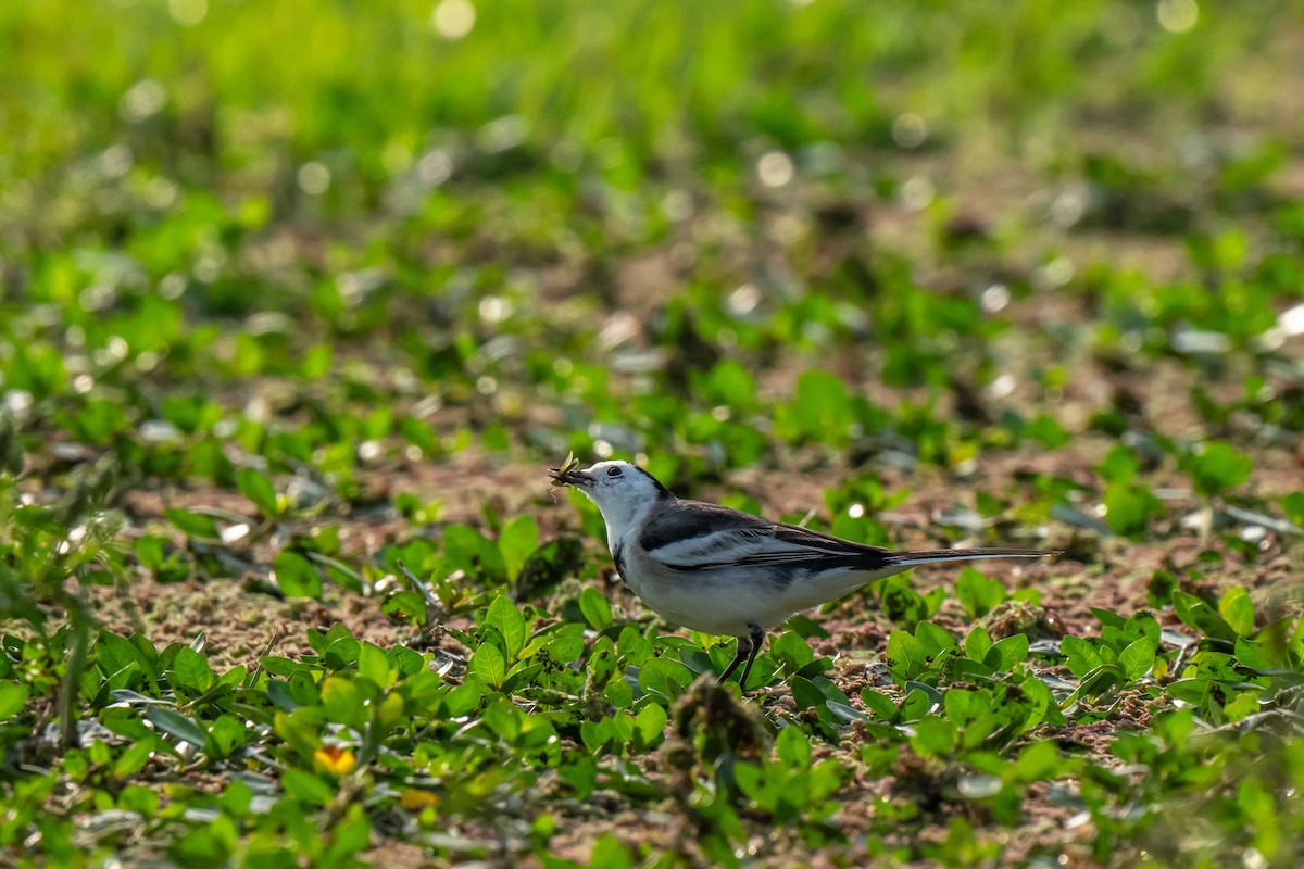 白鶺鴒 - ML647454750