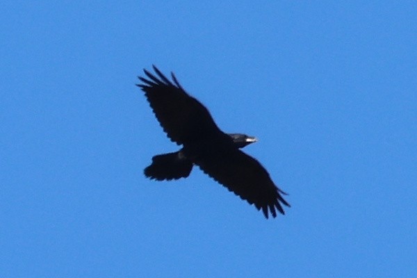 Common Raven - ML647454751