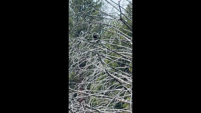 Red-winged Blackbird - ML647454752