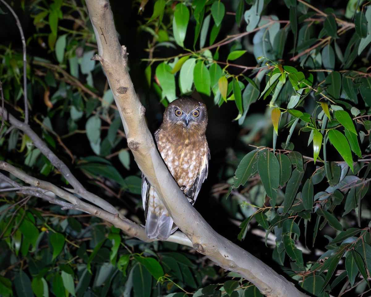 Australian Boobook - ML647454753