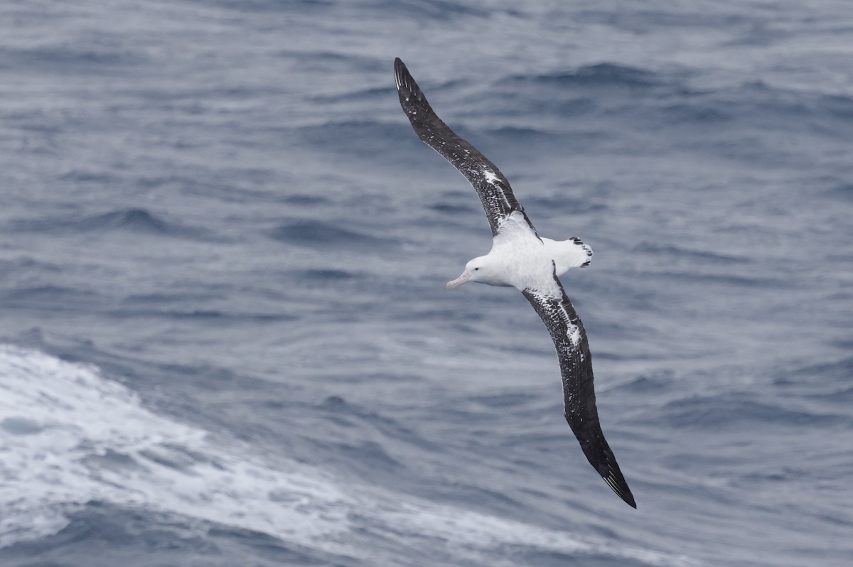 Antipodean Albatross (Gibson's) - ML647454755