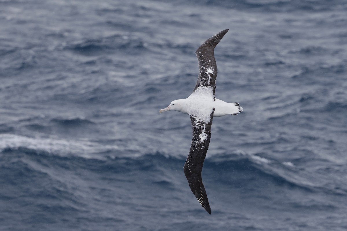 Antipodean Albatross (Gibson's) - ML647454756