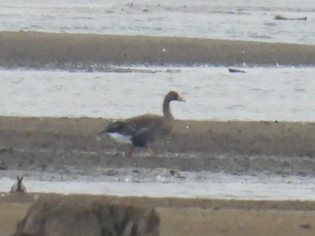 Taiga Bean-Goose - ML647454757