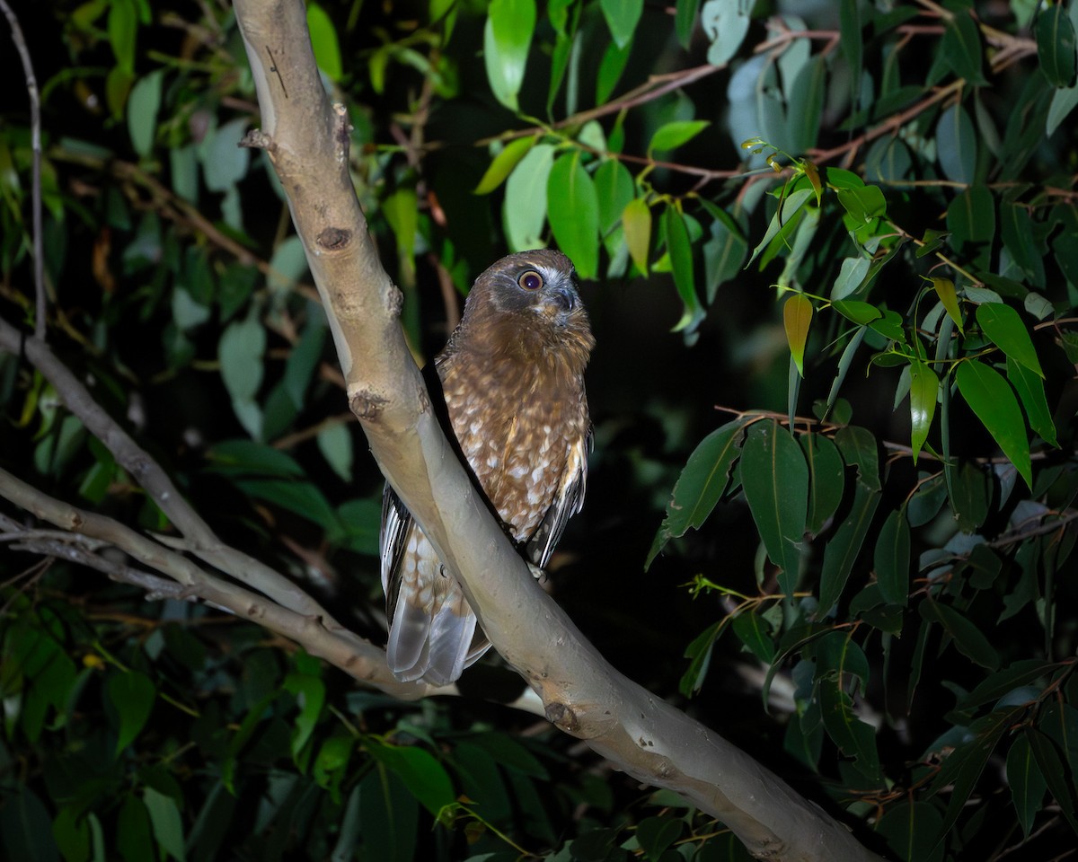 Australian Boobook - ML647454758