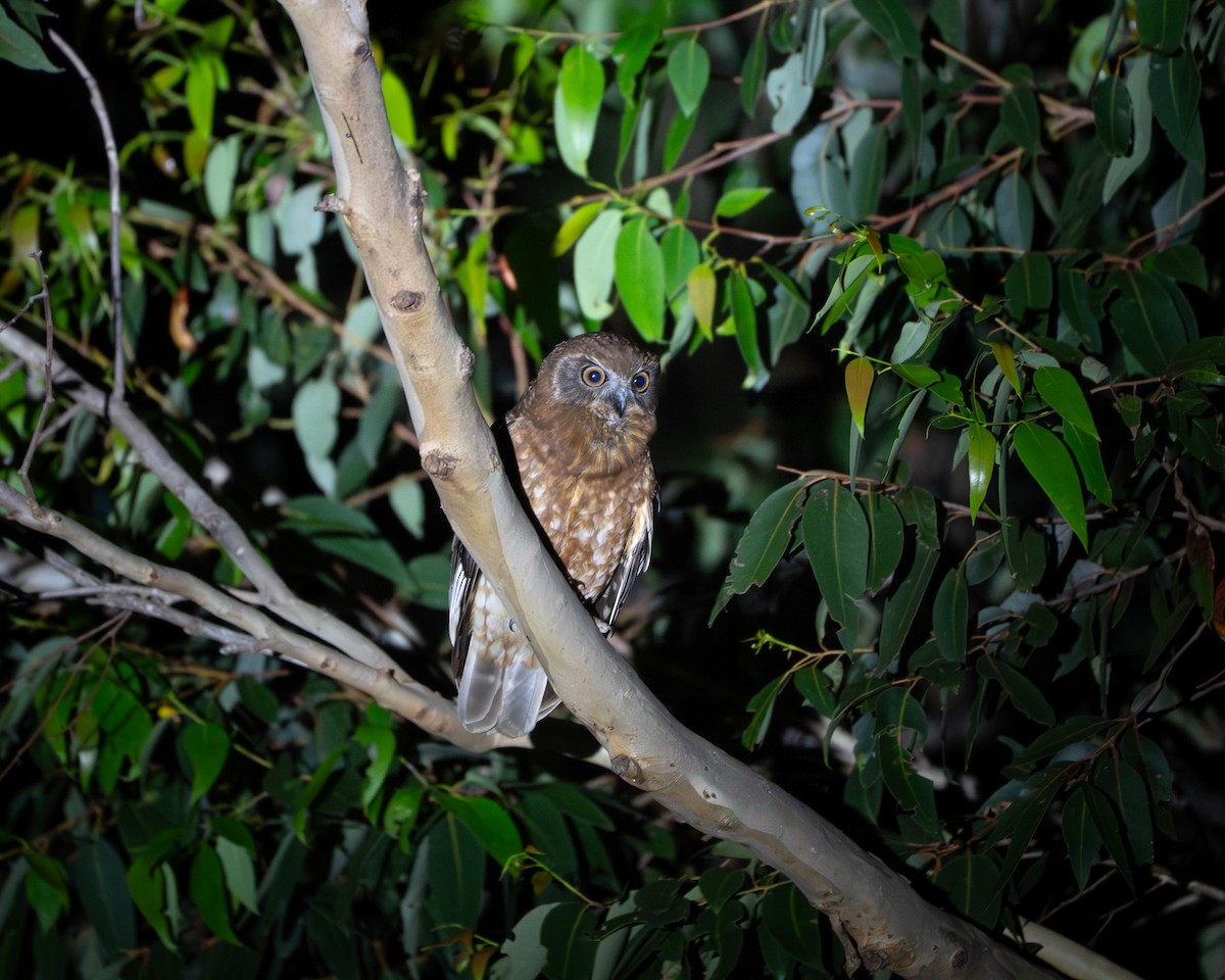 Australian Boobook - ML647454759