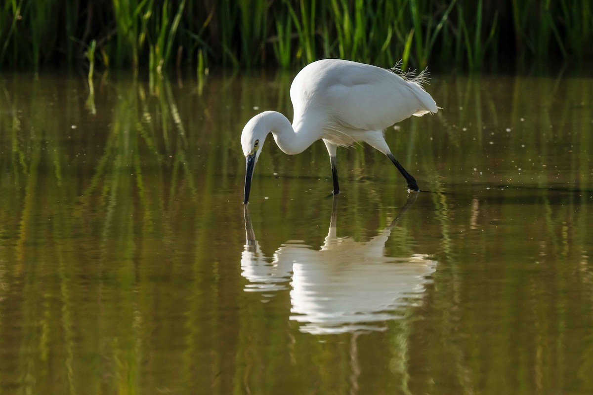 Little Egret - ML647454760
