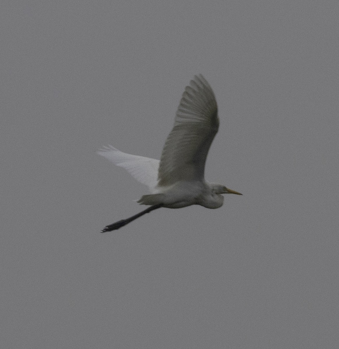 Great Egret - ML647454764