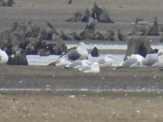 Lesser Black-backed Gull (intermedius/graellsii) - ML647454765
