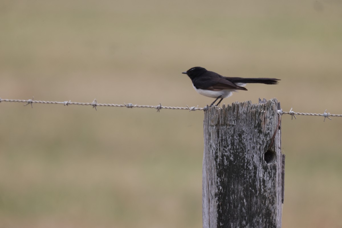 Willie-wagtail - ML647454766