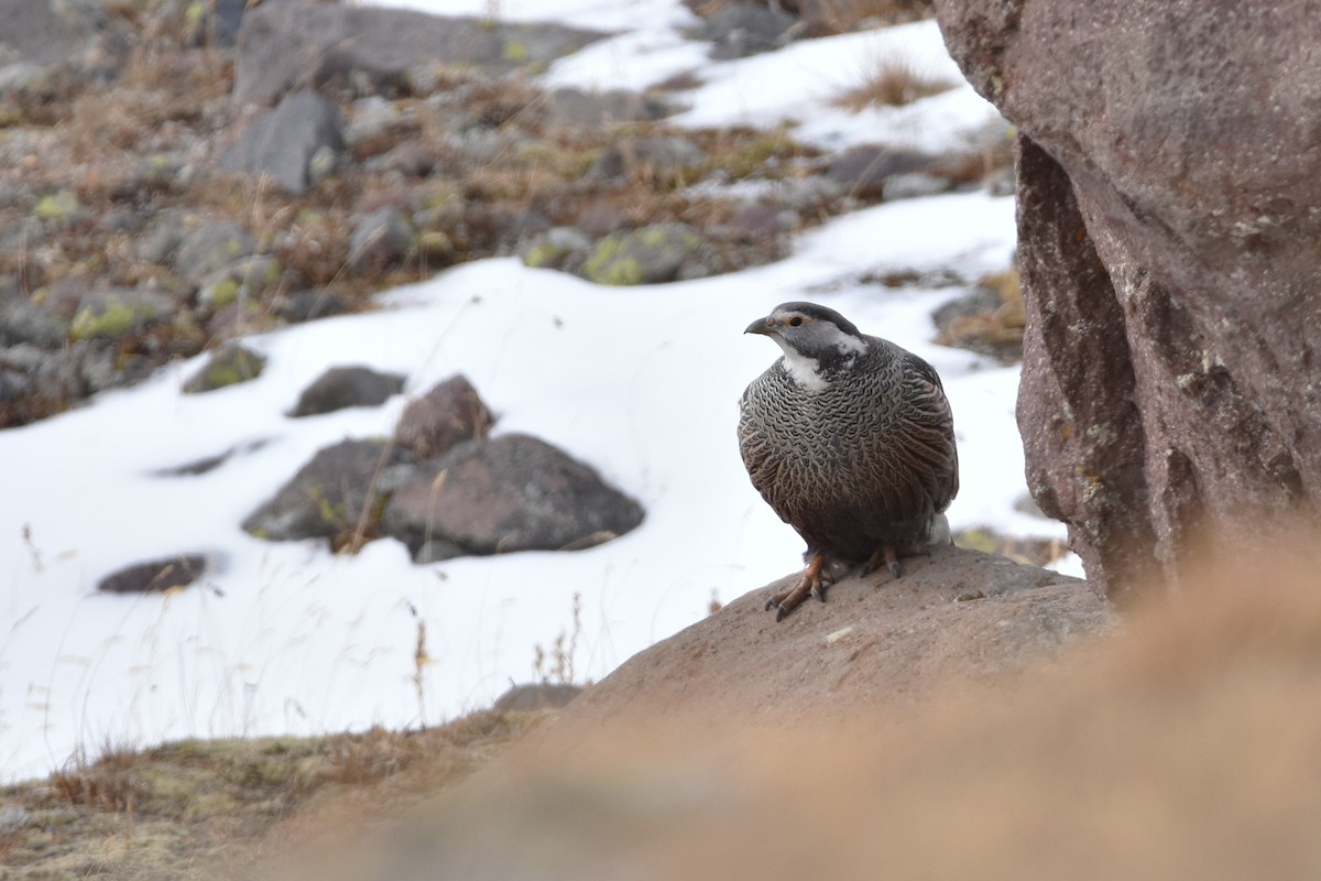 Caucasian Snowcock - ML647454767