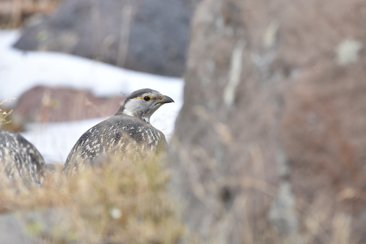 Tétraogalle du Caucase - ML647454768