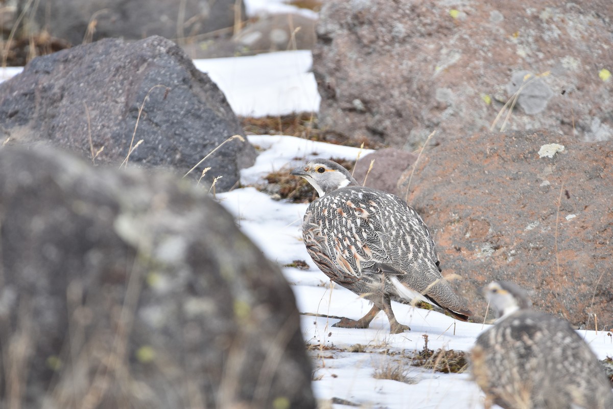 Tétraogalle du Caucase - ML647454769