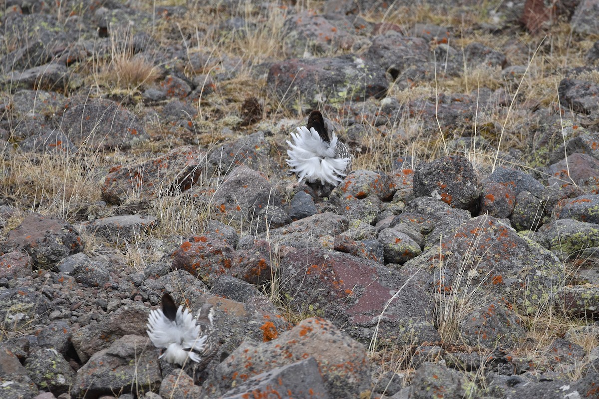 Tétraogalle du Caucase - ML647454770