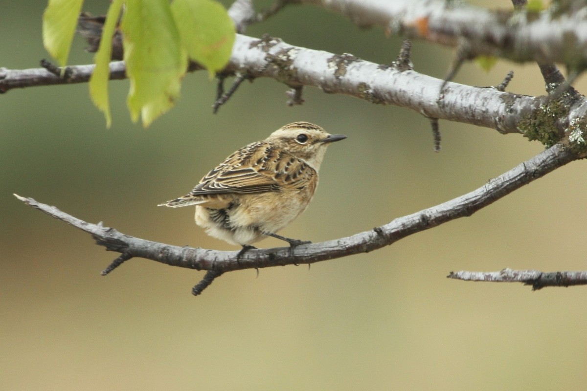 Tarier des prés - ML647454771