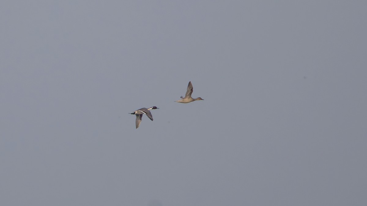 Canard pilet - ML647454774