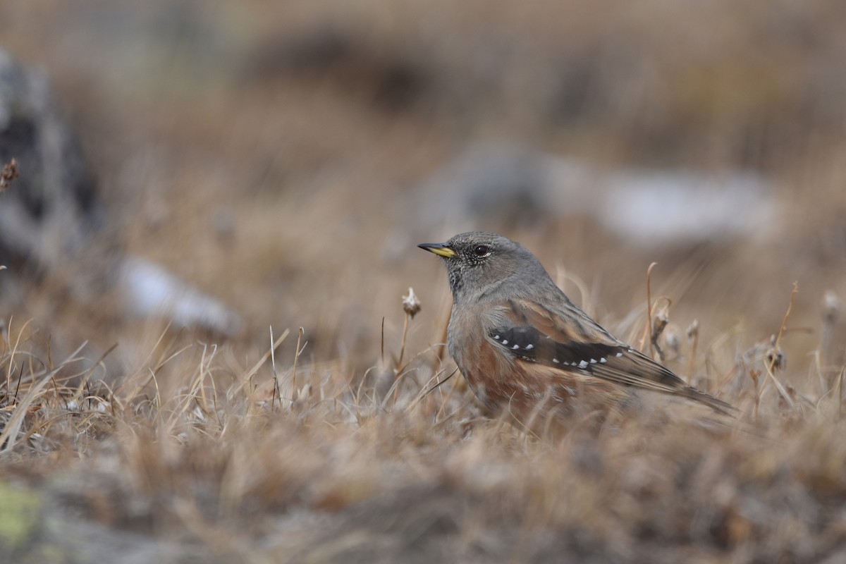 Accenteur alpin - ML647454775