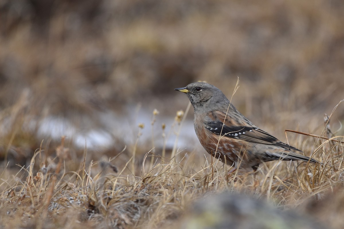 Accenteur alpin - ML647454776