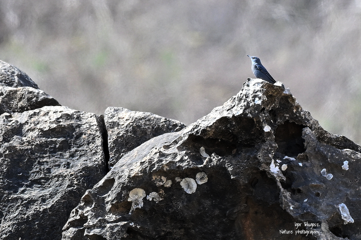 Monticole bleu - ML647454777