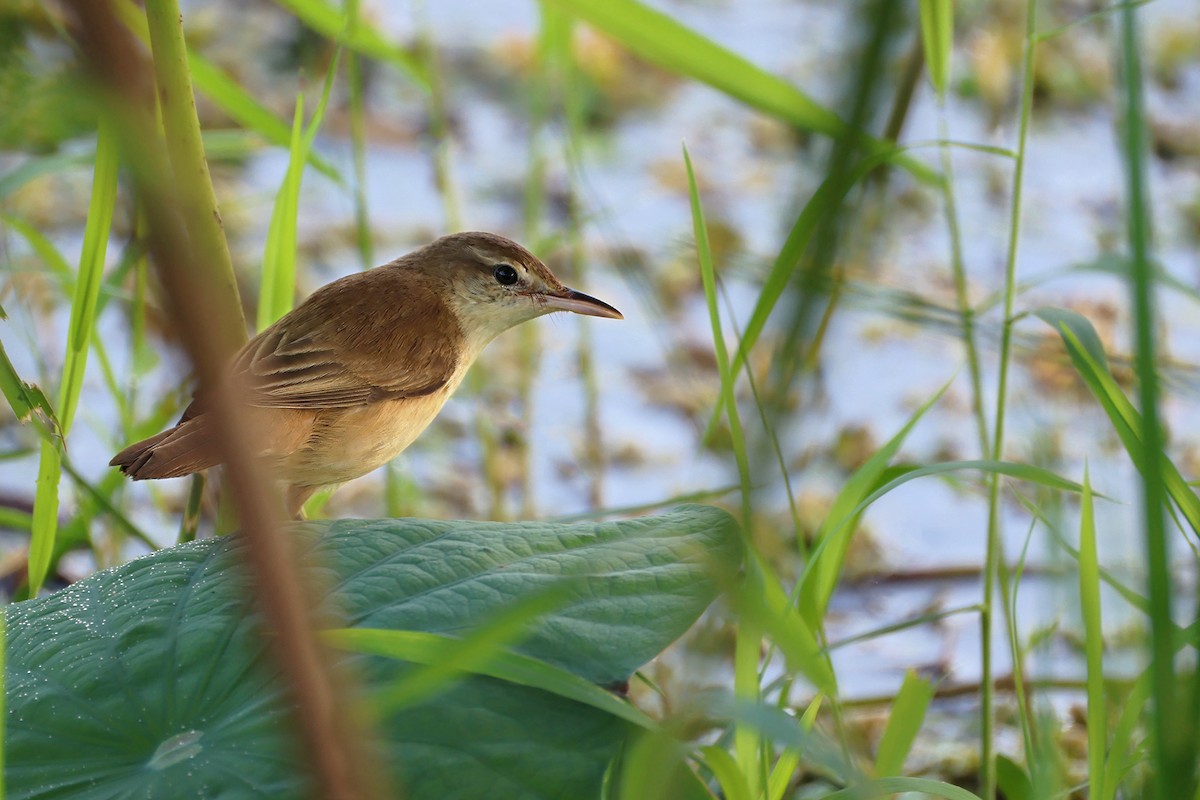 Rousserolle d'Orient - ML647454779