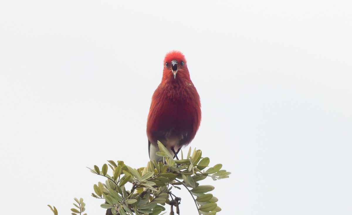 Picchion cramoisi - ML647454780