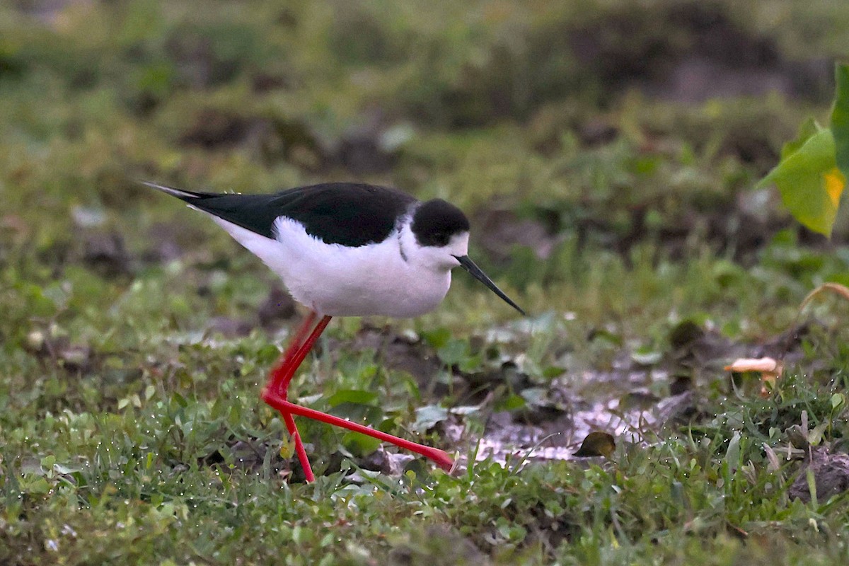 Échasse blanche - ML647454781