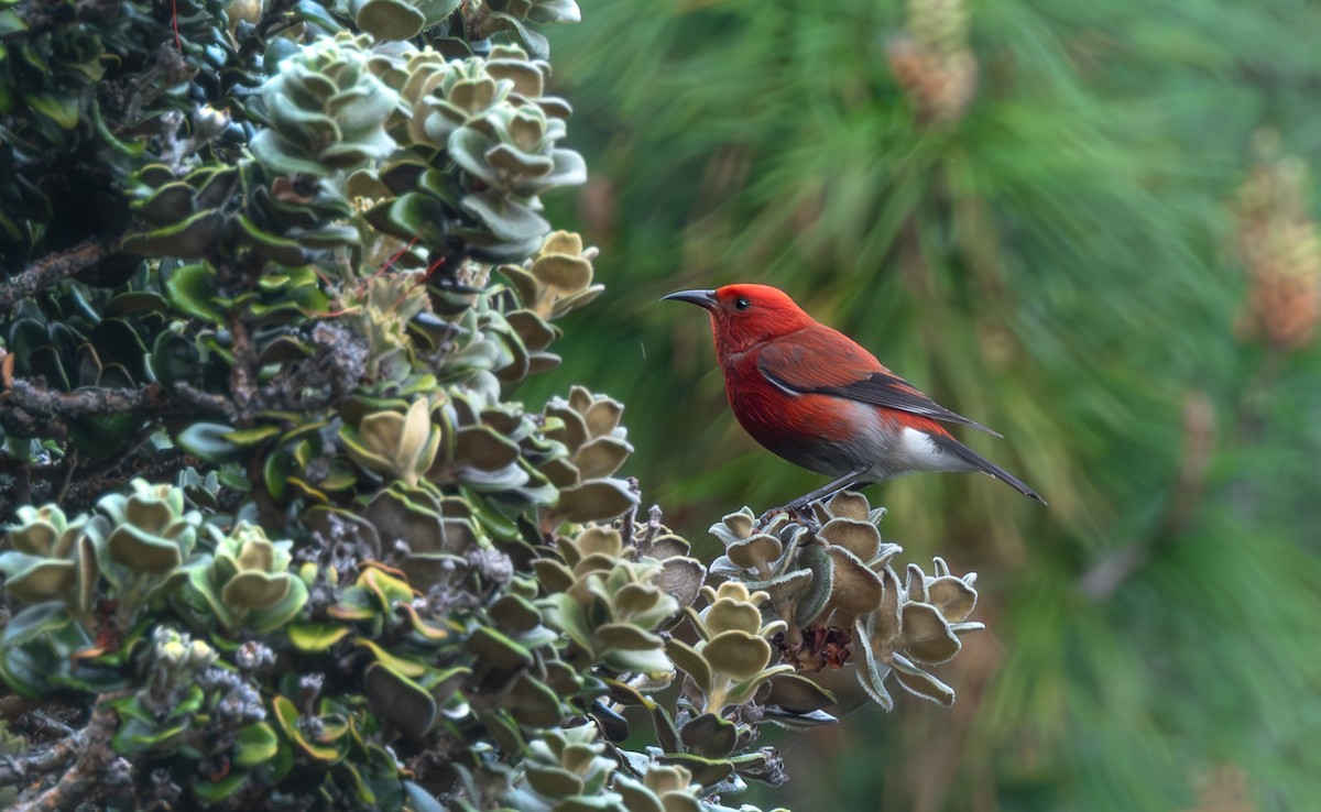 Picchion cramoisi - ML647454782