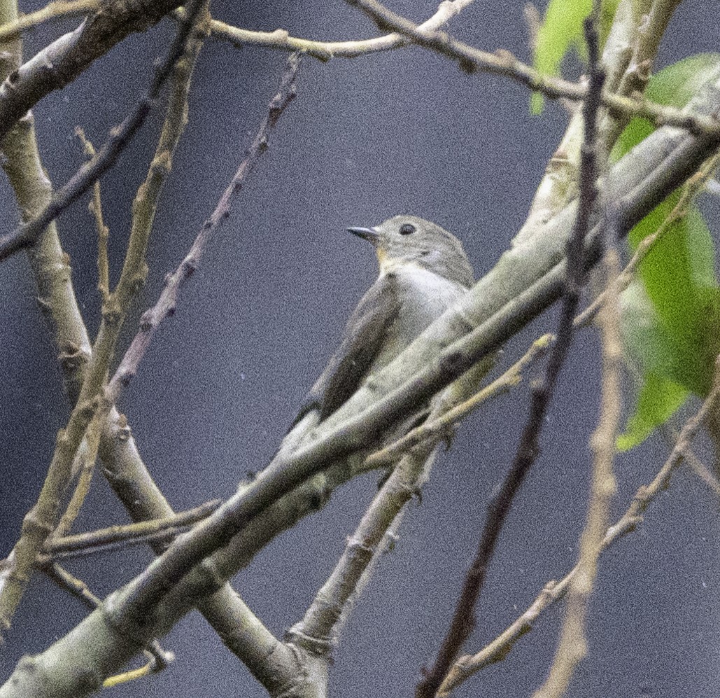 Gobemouche de la taïga - ML647454788